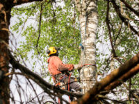 Tree Service