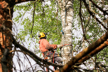 Tree Service